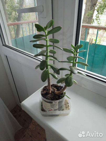 Денежное дерево