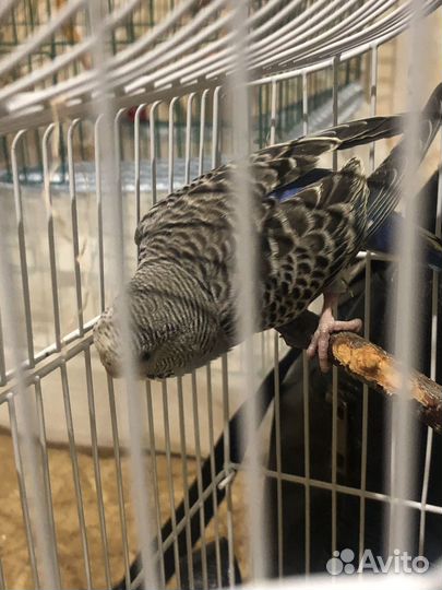 Волнистый попугай