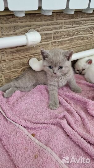 Британские котята