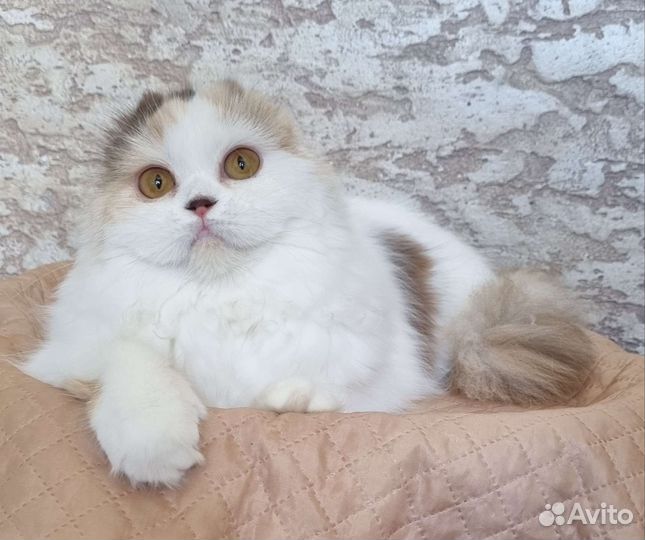 Шотландская