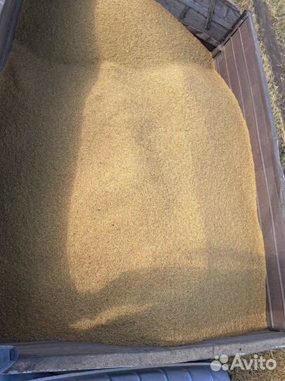 Ячмень яровой