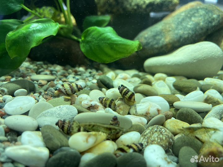 Улитка хелена криветки вишня