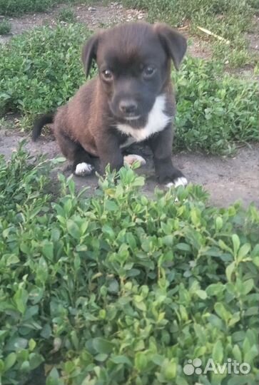 Собаки в добрые руки отдам бесплатно