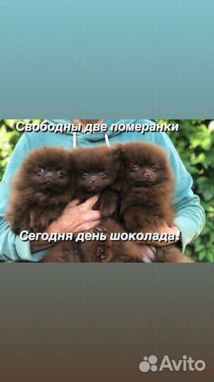 Щенки щпиц померанский