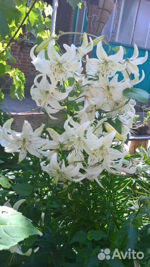 Лилия белая с крапом