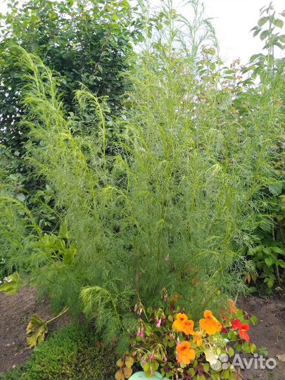 Полынное дерево