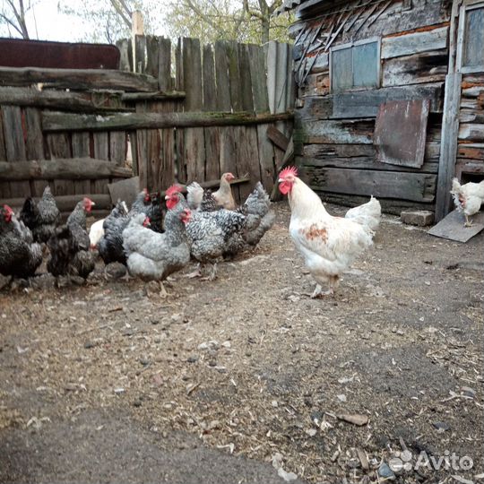 Куры молодки