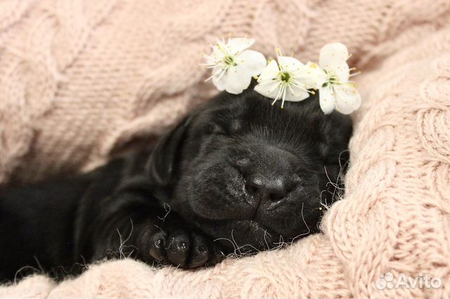 Щенки прямошерстного ретривера