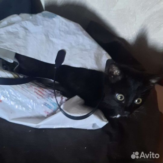 Маленькая кошка ищет себе домик