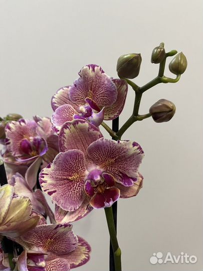 Орхидея фаленопсис, пафиопедилум(разное)