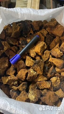 Чага продам