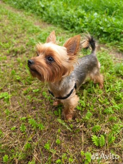 Йоркширский терьер вязка