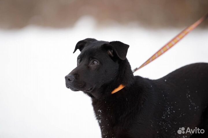 Метис шарпея и лабрадора в дар