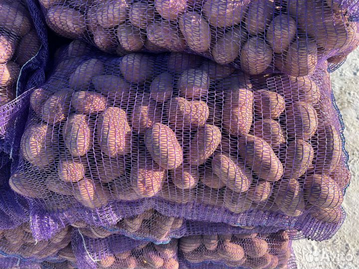 Морковь, картофель,лук,оптом от производителя