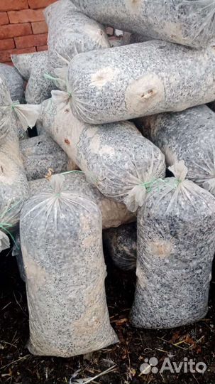 Грибные блоки вешенка бу