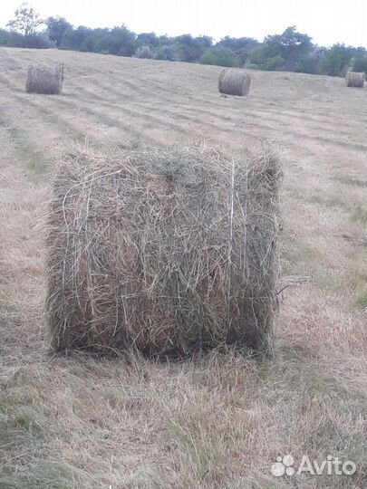 Сено степное