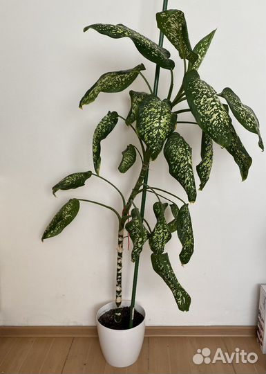 Диффенбахия