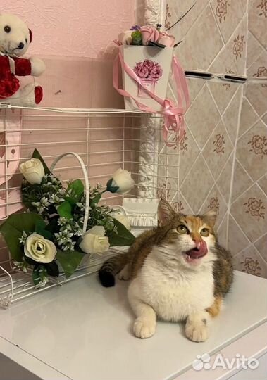 Трехцветная кошечка