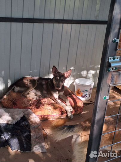 Собачка в поиске дома