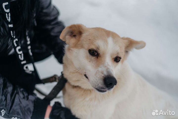 Собака Сметанка