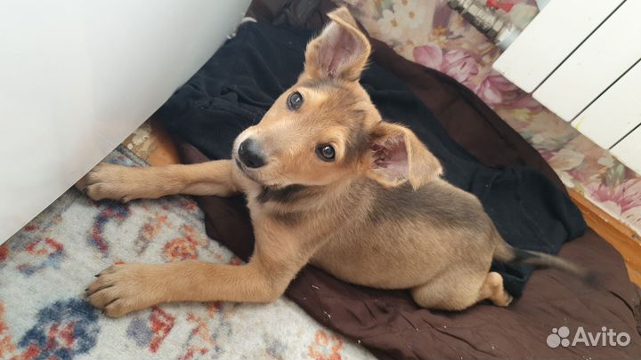 Найдена собака