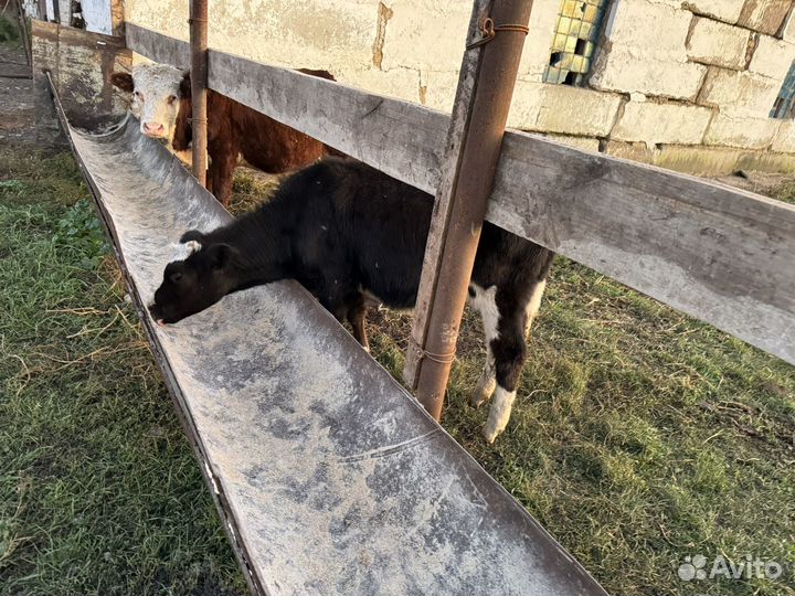 Продаются телята телки