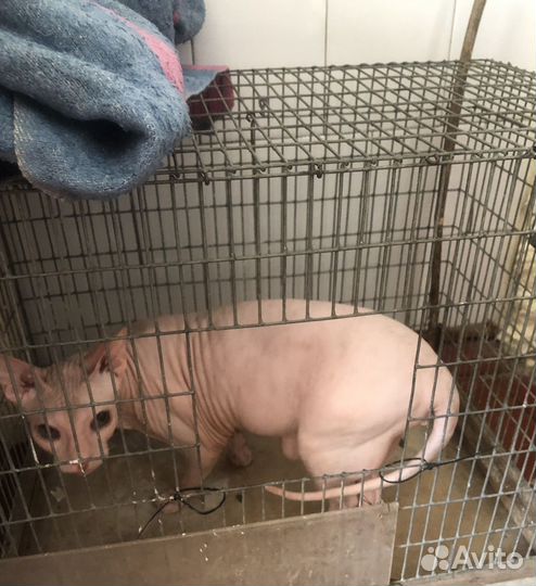 Памперс для птицы (L)