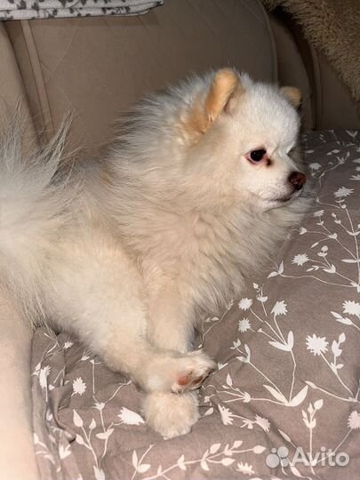 Померанский шпиц