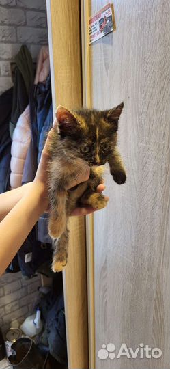 Отдам котёнка