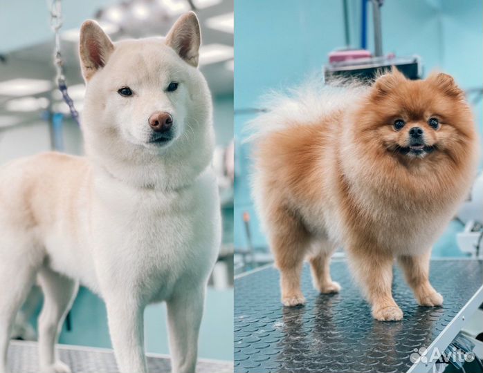 Груминг стрижка собак