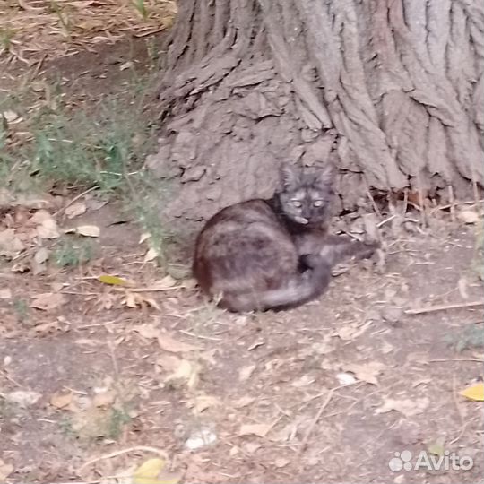 Котейки выбросили