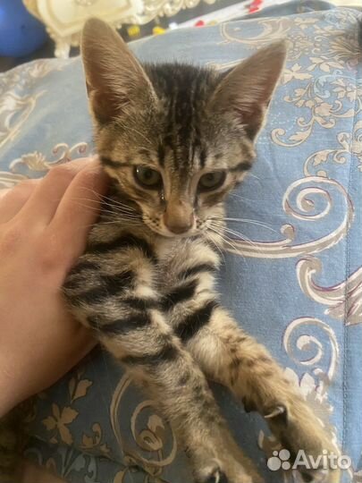 Котенок