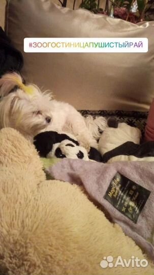 Зоогостиница, передержка