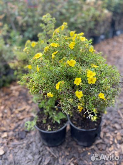 Лапчатка кустарниковая