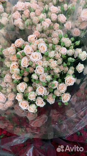 Кустовые, пионовидные розы опт прямая поставка