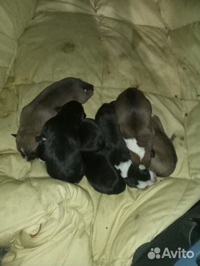 Охотничьи собаки щенки