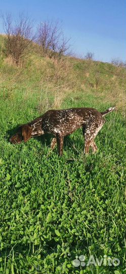 Курцхаар вязка