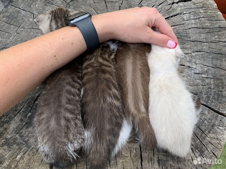Вислоухие котята