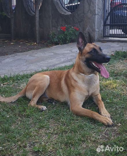 Щенки немецкой и бельгийской овчарки помесь