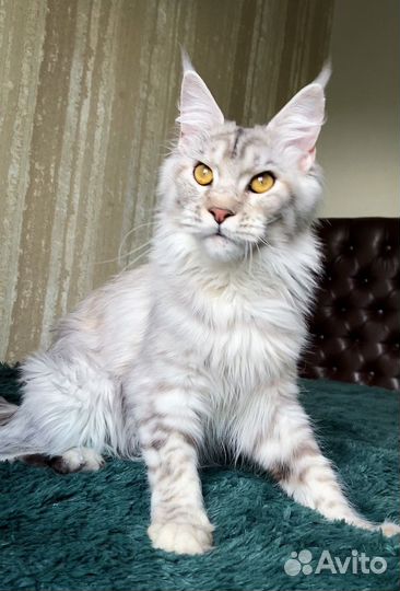 Котята мейн-кун