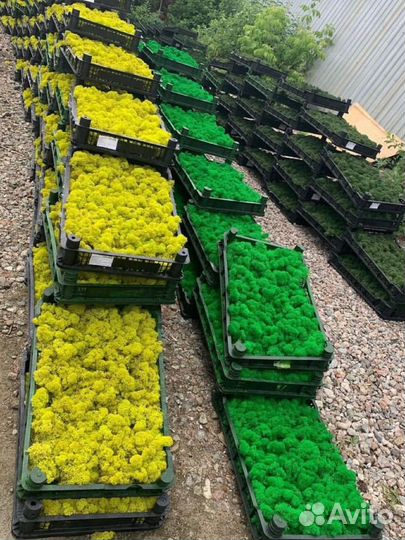 Стабилизированный мох, ягель, кочка, панно