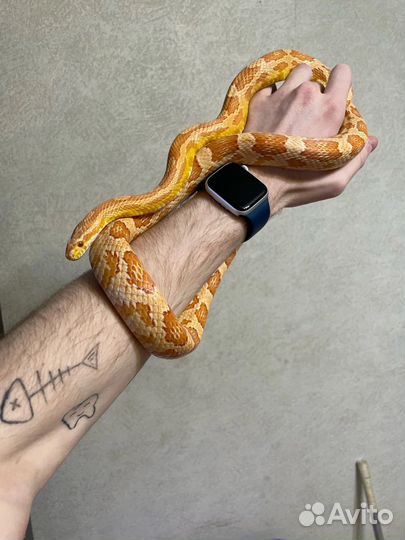 Маисовый полоз