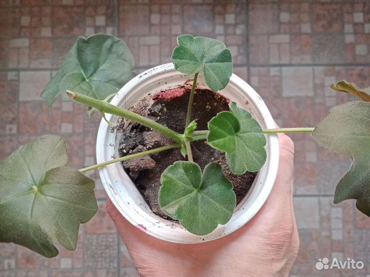 Пеларгония герань розебудная розовая