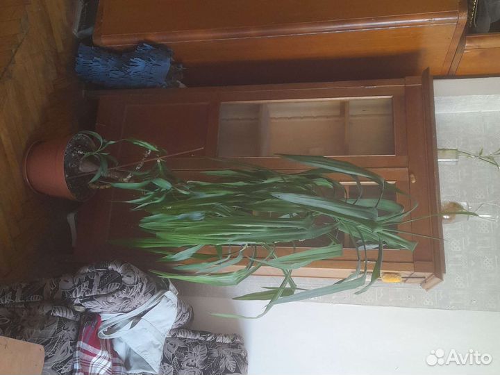 Пальма юкка 150 см