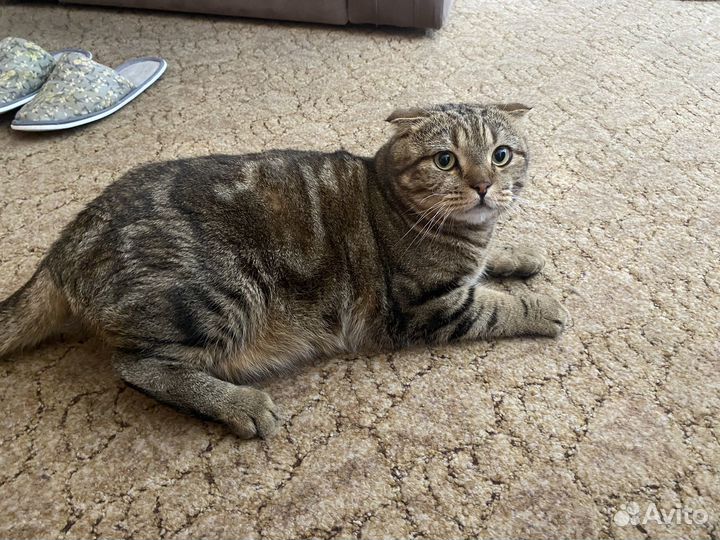 Шотландские кот