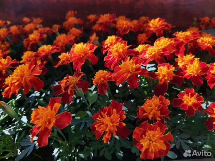 Петуния, Бархатцы