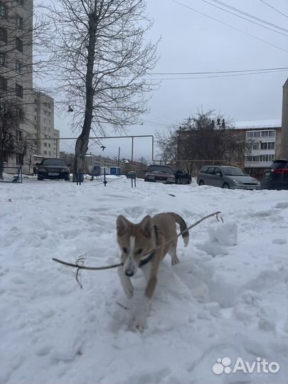 Без породы