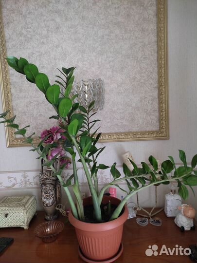 Замиокулькас, алое-вера, герань