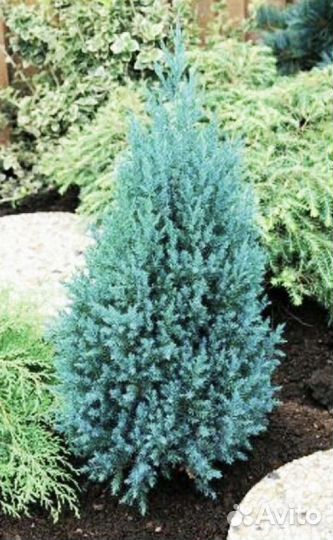 Можжевельник Стрикта