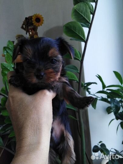 Йоркширский терьер щенки